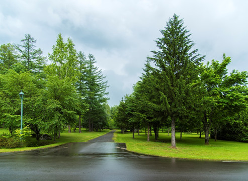 雨后的森林公路