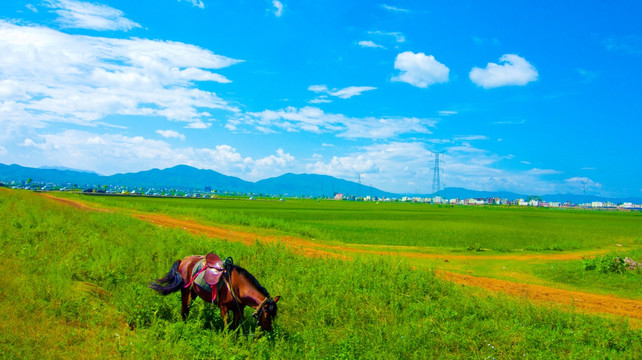 田间小路 马