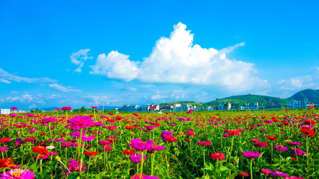 花海 红花