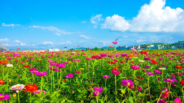 花海