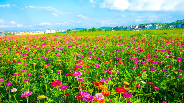 花海
