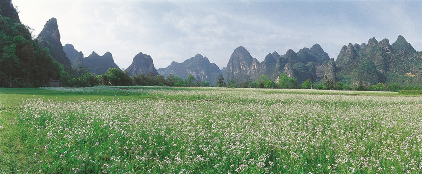 桂林风光 油菜花