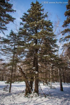 雪地里的一棵松树