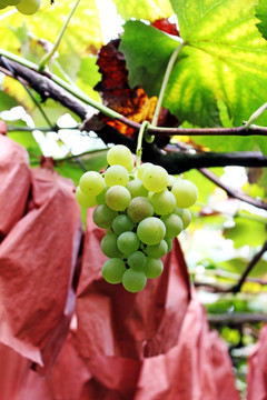 葡萄成熟了