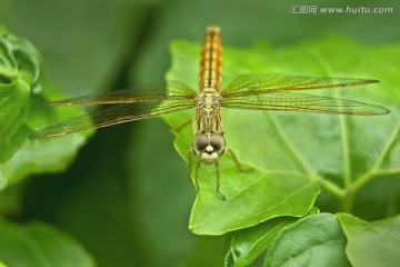 虎纹蜻蜓