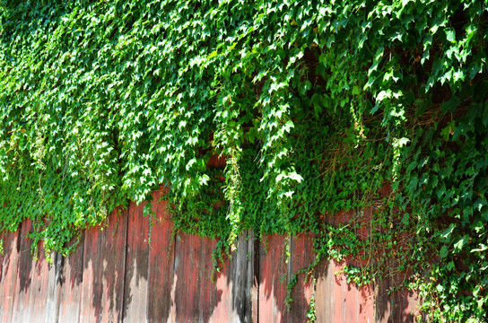 植物墙 爬山虎 木板墙 垂藤
