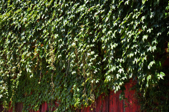 植物墙 爬山虎 绿叶背景