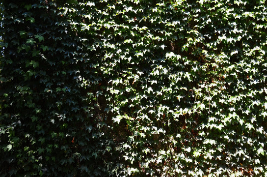植物墙 爬山虎 绿叶背景