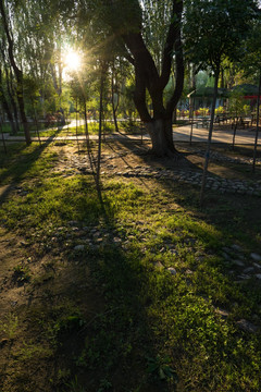 青城公园 树林 逆光 树影