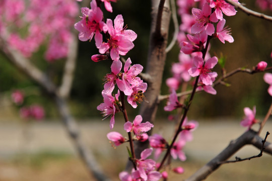 桃花盛开 桃花园