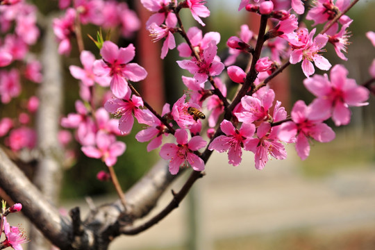 红色桃花 桃花源