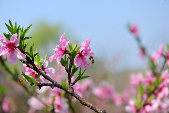 桃花盛开