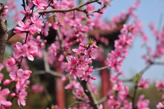 桃花 春天花开