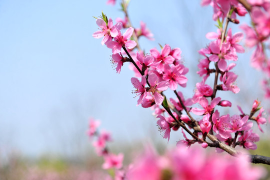 桃花  花蕊 红花