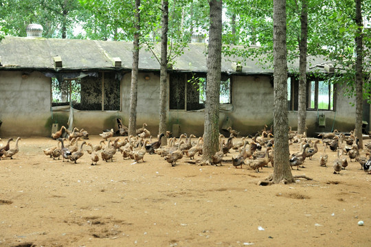 鸭厂 养殖场