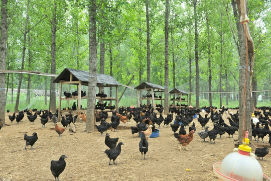 生态养鸡场 放养鸡