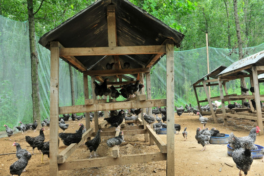 生态养鸡场 放养鸡