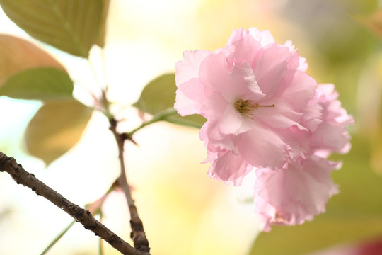 樱花