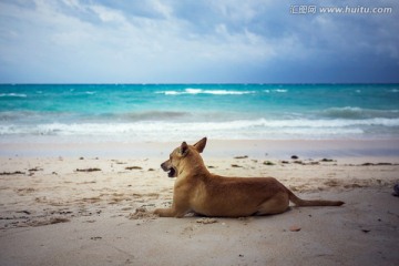 海岸沙滩上悠闲的狗