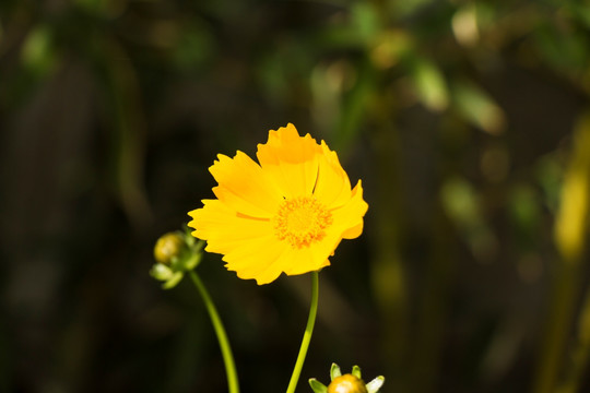 黄色菊花