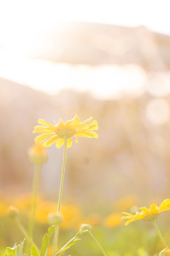 菊花丛