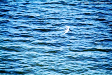 大海 蓝色海面 海鸥飞翔
