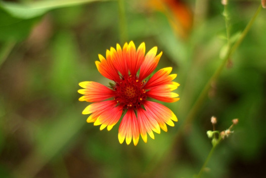 野菊花