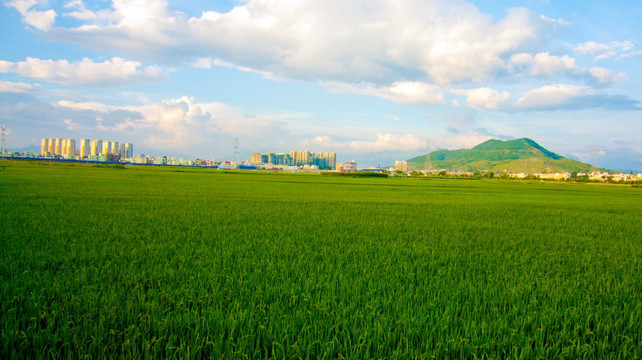 稻田 黄昏