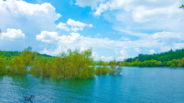 水中柳树 水淹柳树