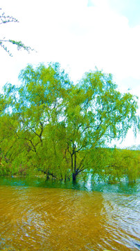 水淹柳树