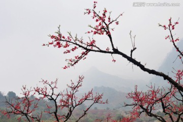 桃花季节