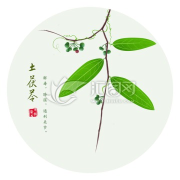 手绘土茯苓