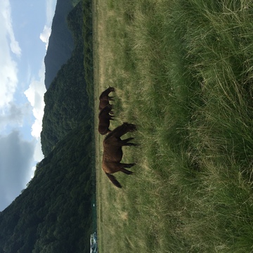 山里 马吃草