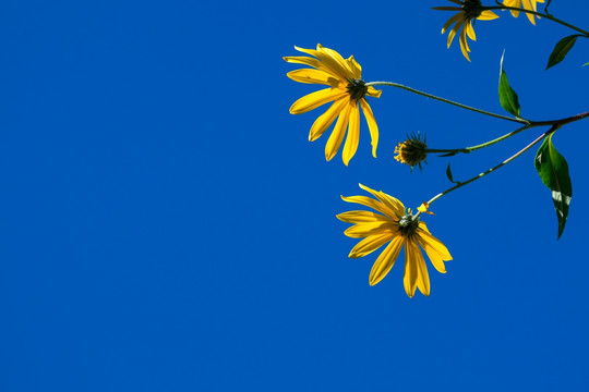 黄色花与蓝天