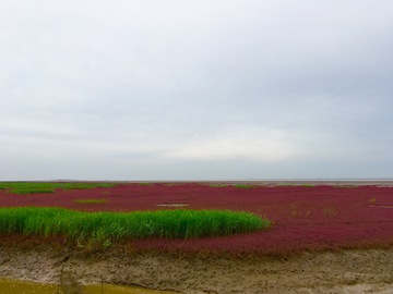 红海滩