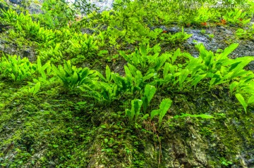 蕨类植物 可邑小镇