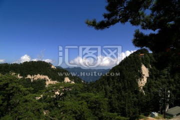 华山 南峰 中峰 华山松