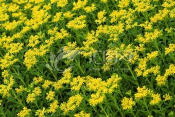 花卉素材 地被植物 黄色花朵