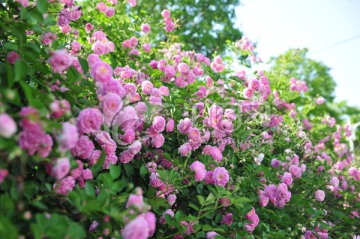 蔷薇花 园林造景