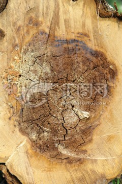年轮 木头 木纹