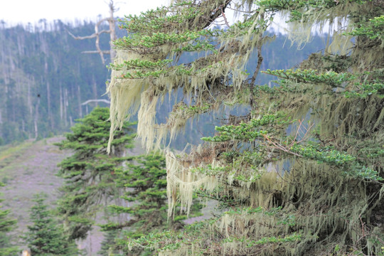 碧沽天池