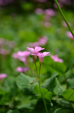 小红花