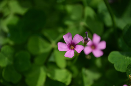 两朵红花