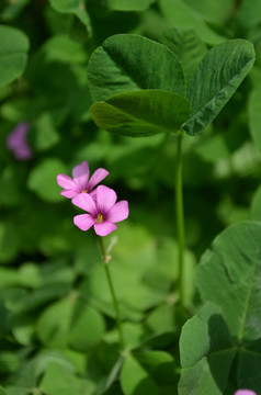 小红花