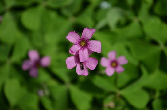 小红花