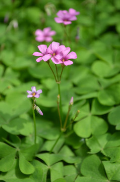 小红花