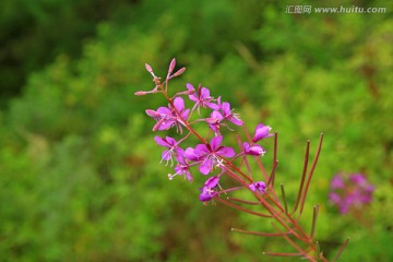 柳兰花