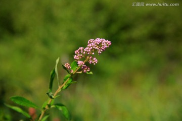 柳叶绣线菊花蕾