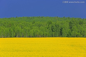 树林与油菜花