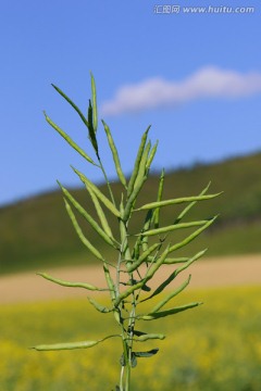 油菜籽